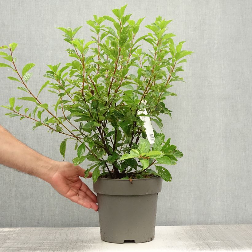 Esimerkki kesällä toimitetusta Ruusumanteli - Prunus triloba Ruukku 4L / 5L-taimesta