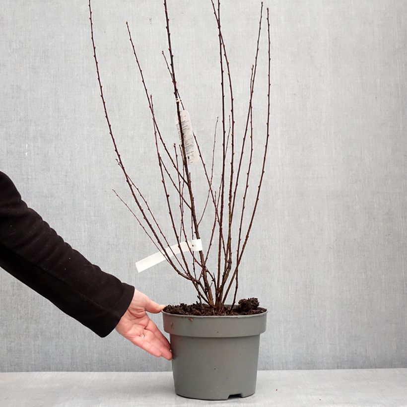Esimerkki talvella toimitetusta Amandier à fleurs - Prunus triloba Rosenmund Pot de 4L/5L-taimesta