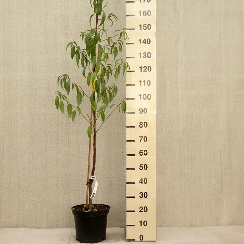 Esimerkki syksyllä toimitetusta Tarhamanteli - Prunus dulcis 4 litran/5 litran ruukku, Pensas-taimesta