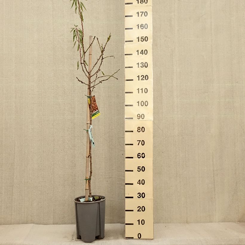 Esimerkki syksyllä toimitetusta Tarhamanteli - Prunus dulcis 7,5 litran / 10 litran ruukku, Puolikorkea runko-taimesta