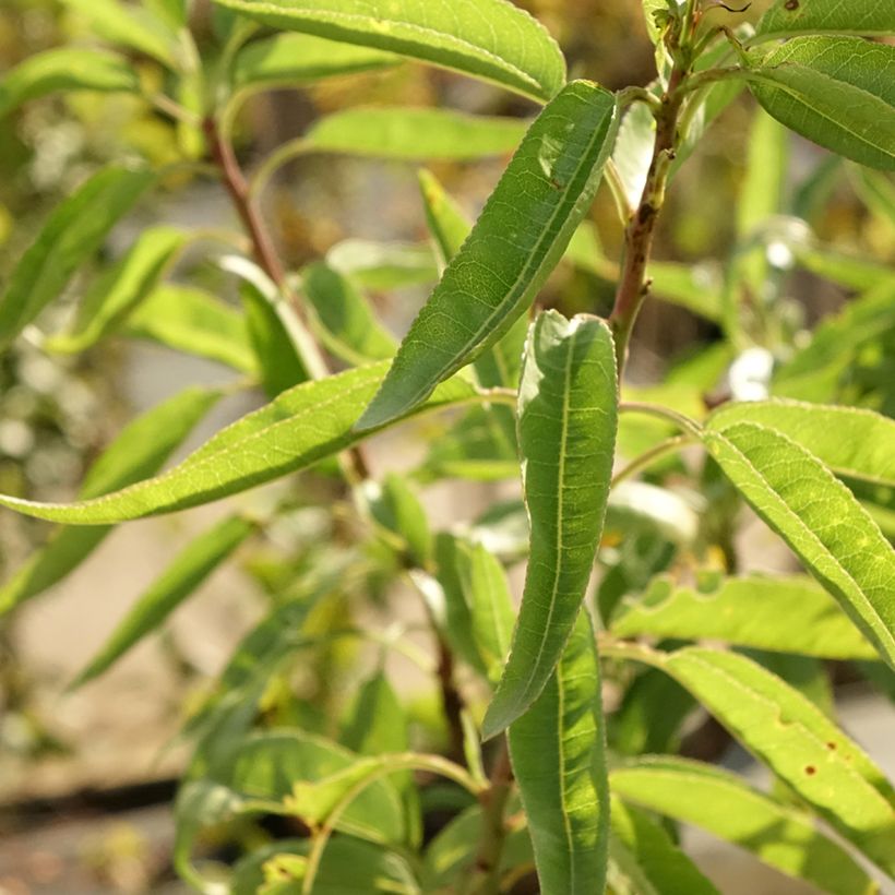 Tarhamanteli - Prunus dulcis (Lehvistö)