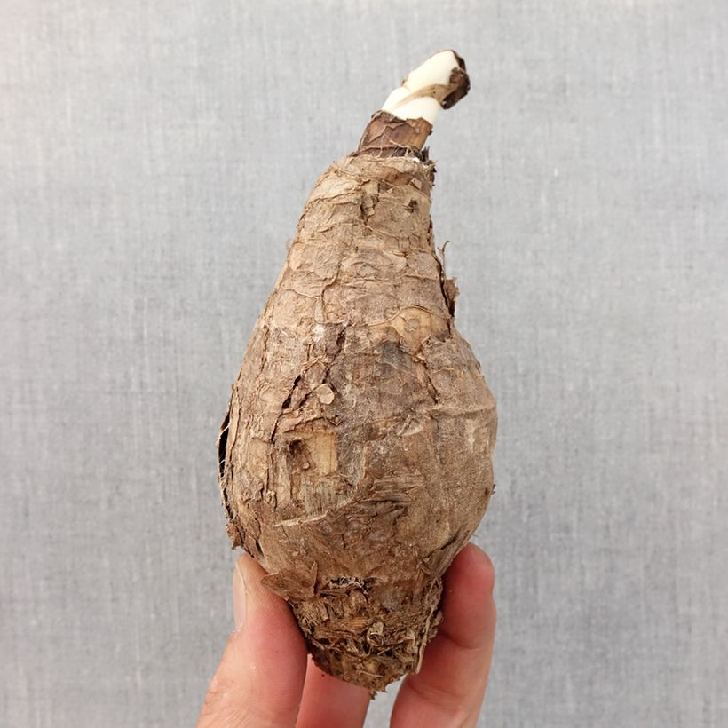 Example of Amaracrinum howardii Bulbe size 20+ as you get in printemps