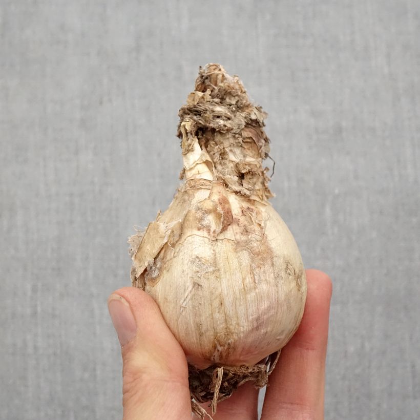 Example of Amarine tubergenii belladiva Aphrodite Bulbe size 16+ as you get in printemps