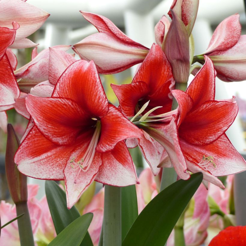 Ritarinkukka Hippeastrum charisma (Kukinta)