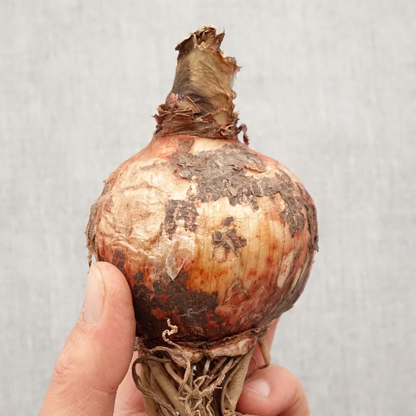 Esimerkki keväällä toimitetusta Amaryllis Cybester Bogota  Bulbe calibre 24/26-taimesta