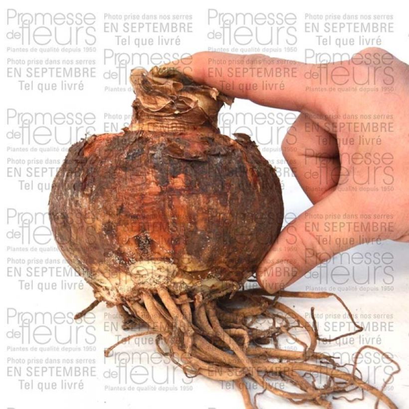 Esimerkki toimitetusta Amaryllis double Pasadena* Bulbe calibre 30/32-taimesta