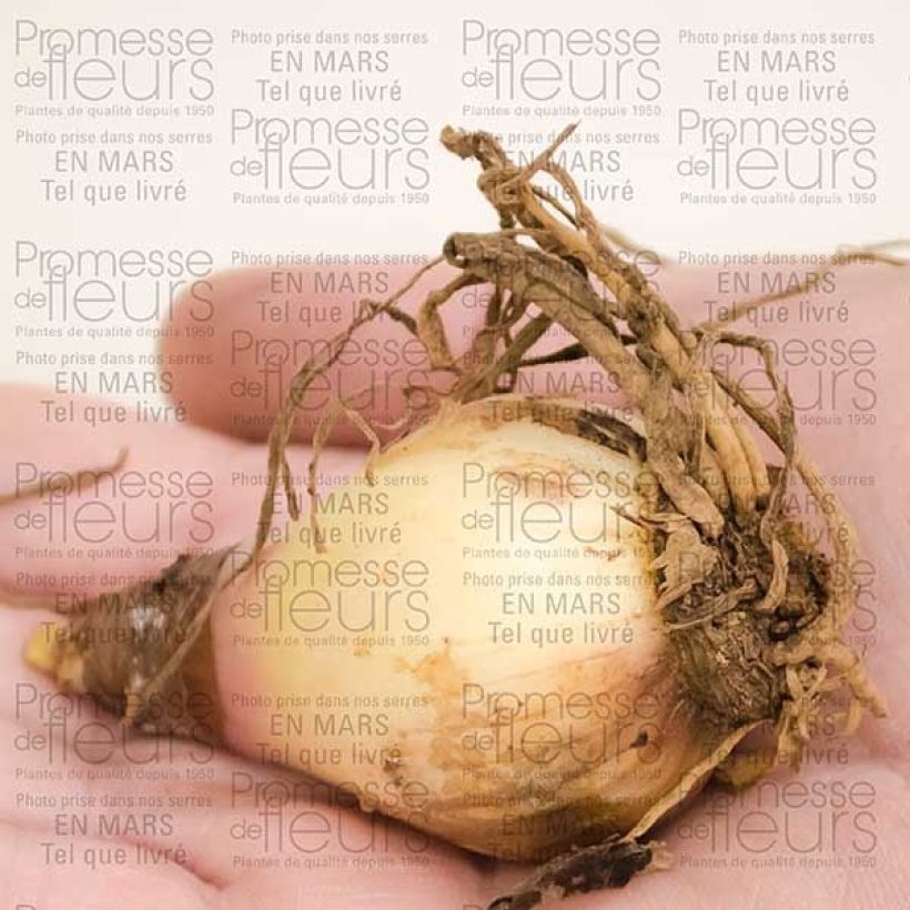 Example of Cyrtantus elatus Punainen Bulbe size 12+ as you get