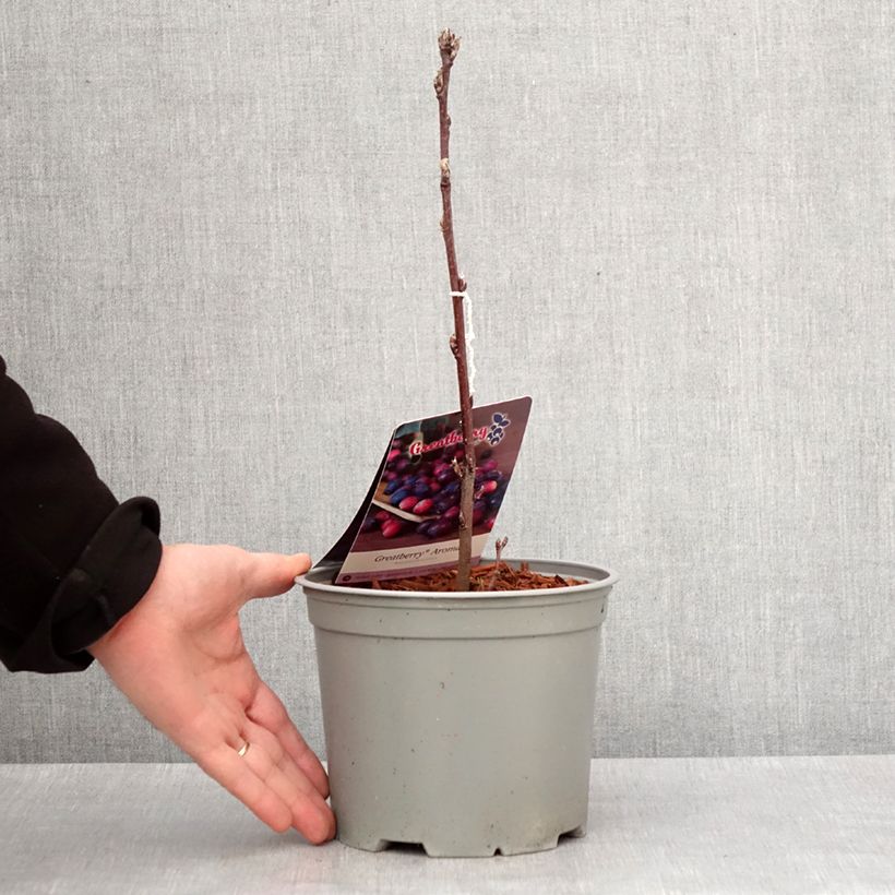 Esimerkki talvella toimitetusta Amelanchier alnifolia GreatBerry Aroma Pot de 3L/4L-taimesta