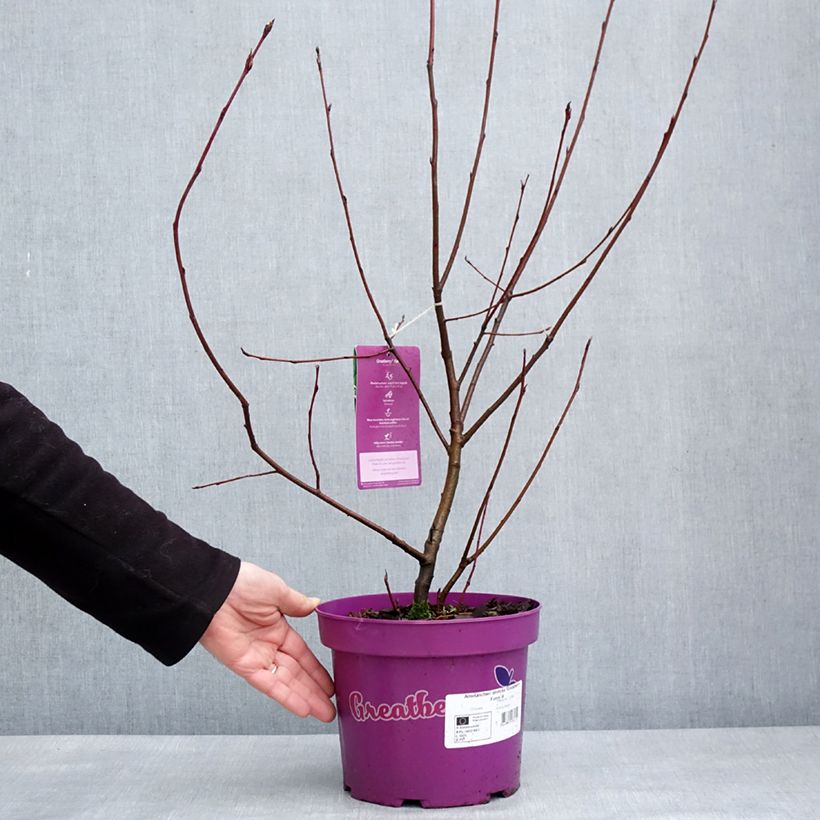 Esimerkki talvella toimitetusta Marjatuomipihlaja GreatBerry Farm Kojuaagf 3 litran/4 litran ruukku-taimesta