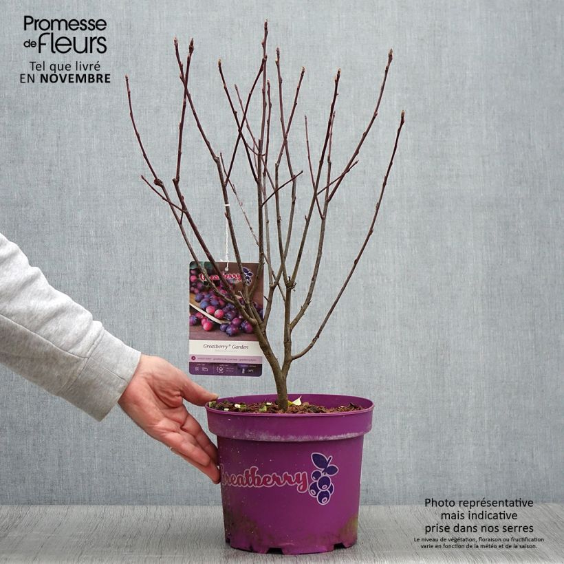 Esimerkki syksyllä toimitetusta Amelanchier alnifolia Greatberry Garden ou Northline Pot de 3L/4L, Touffe-taimesta