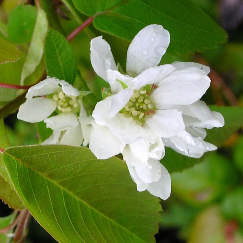 Marjatuomipihlaja Saskatoon Berry (Kukinta)