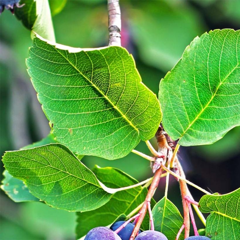 Marjatuomipihlaja Saskatoon Berry (Lehvistö)
