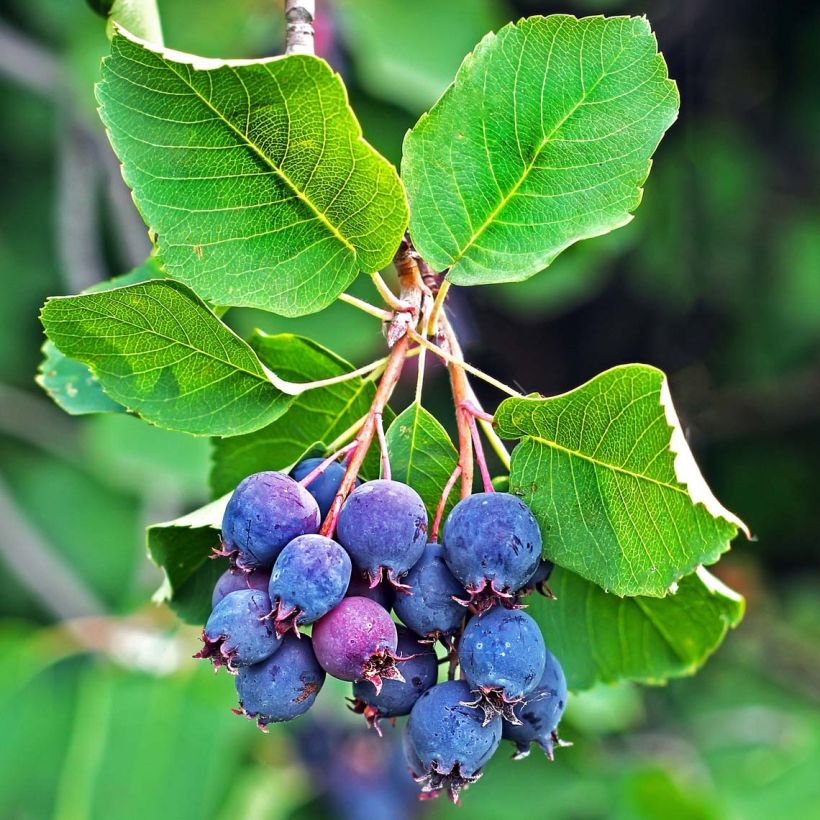 Marjatuomipihlaja Saskatoon Berry (Sadonkorjuu)