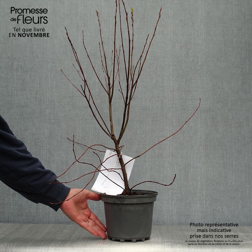 Esimerkki syksyllä toimitetusta Kanadalainen tuomipihlaja - Amelanchier canadensis 2 litran/3 litran ruukku-taimesta