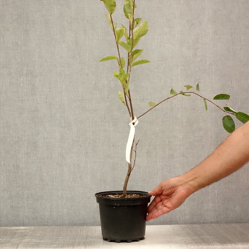 Esimerkki kesällä toimitetusta Kanadalainen tuomipihlaja - Amelanchier canadensis Ruukku 2L / 3L-taimesta