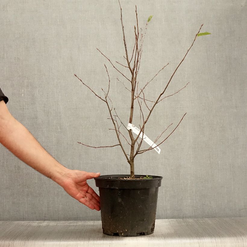 Esimerkki syksyllä toimitetusta Kanadalainen tuomipihlaja - Amelanchier canadensis 7,5 litran / 10 litran ruukku-taimesta