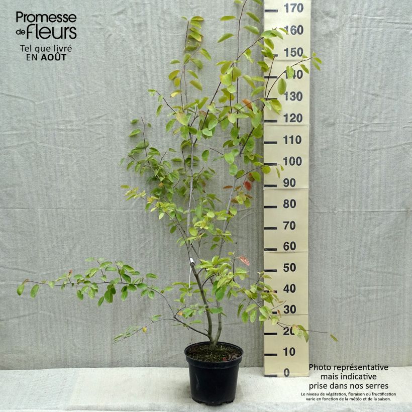 Esimerkki kesällä toimitetusta Kanadalainen tuomipihlaja - Amelanchier canadensis Ruukku 7,5L / 10L-taimesta