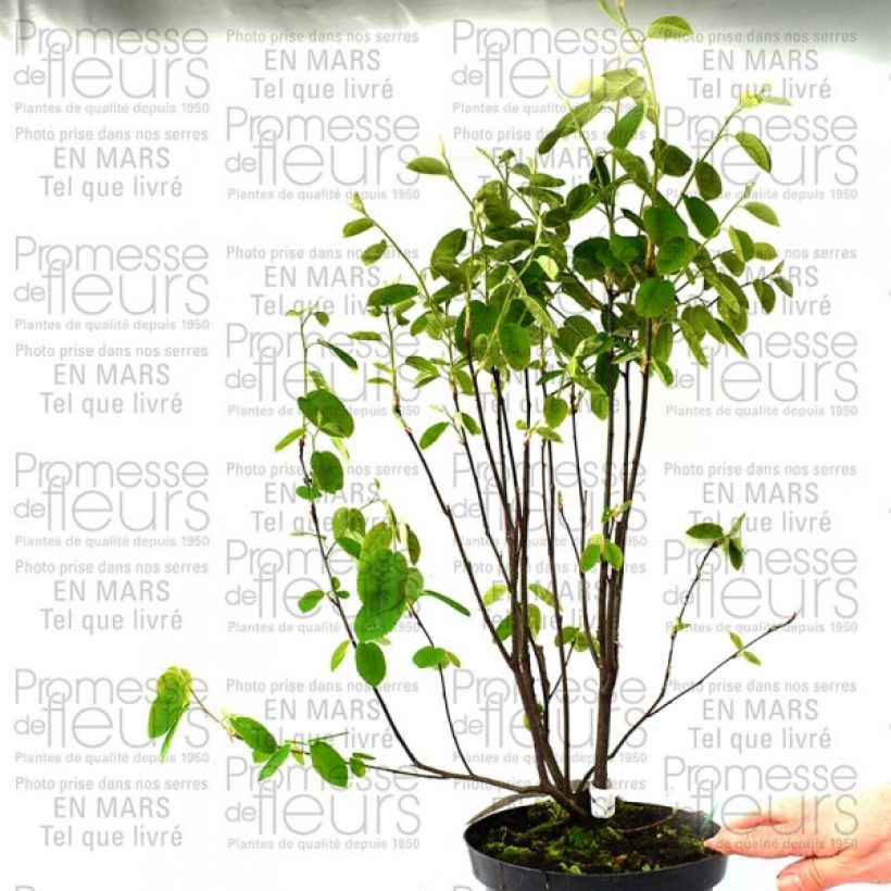 Esimerkki toimitetusta Amélanchier en épis - Amelanchier spicata Pot de 3L/4L-taimesta