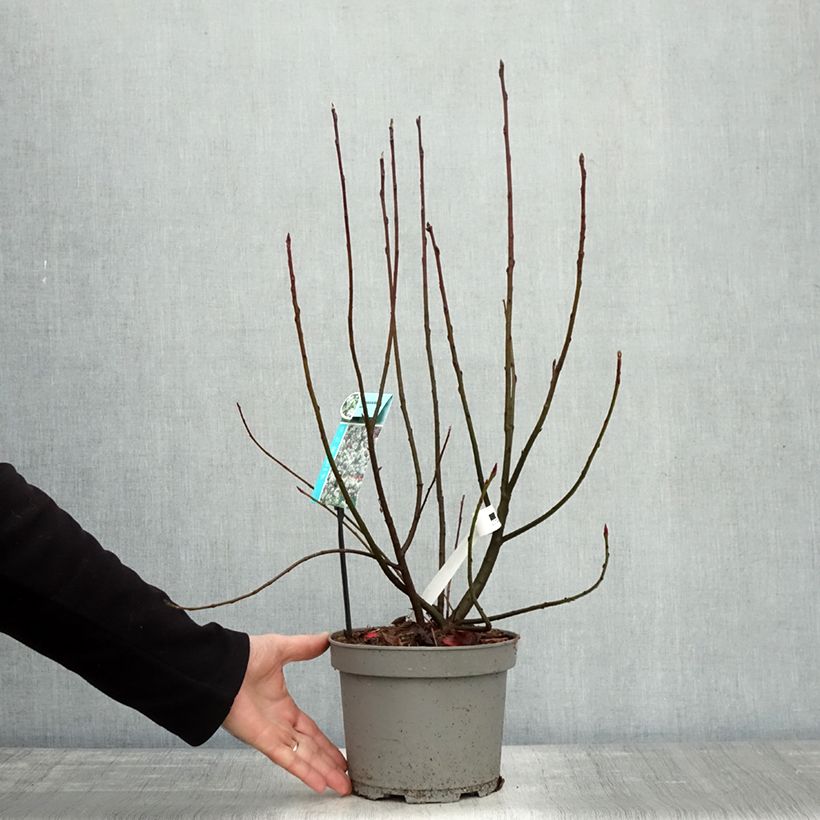 Esimerkki syksyllä toimitetusta Isotuomipihlaja - Amelanchier spicata 3 litran/4 litran ruukku-taimesta