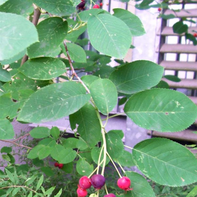 Rusotuomipihlaja - Amelanchier lamarckii (Lehvistö)