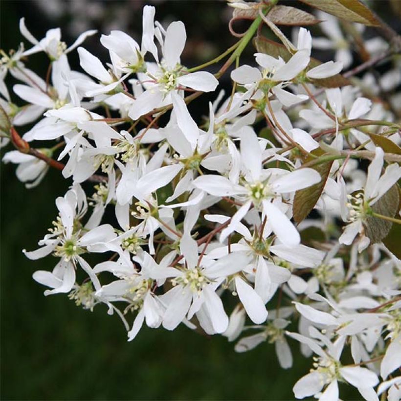 Rusotuomipihlaja - Amelanchier lamarckii (Kukinta)