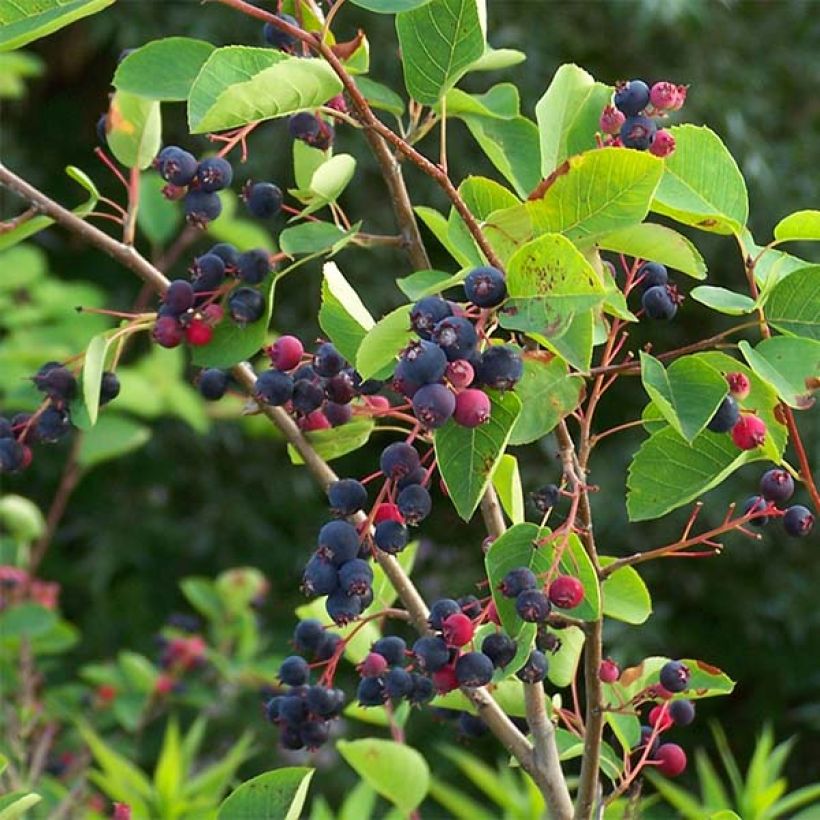 Rusotuomipihlaja - Amelanchier lamarckii (Sadonkorjuu)
