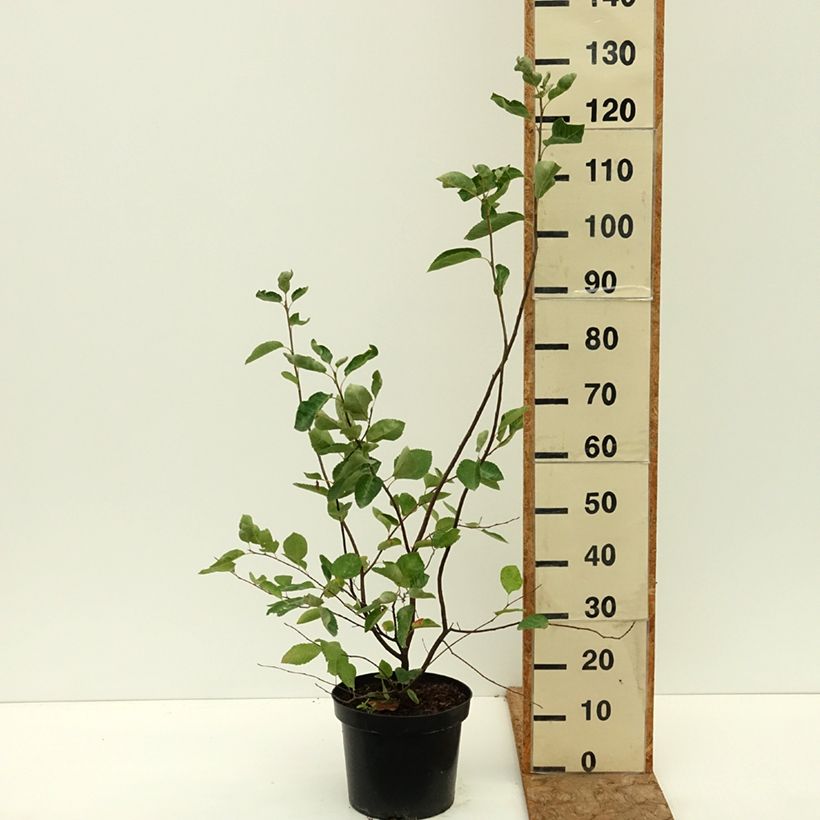 Esimerkki kesällä toimitetusta Rusotuomipihlaja - Amelanchier lamarckii 7,5 litran / 10 litran ruukku-taimesta