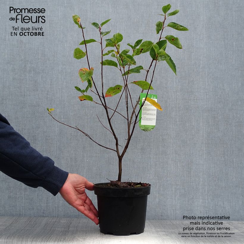 Esimerkki syksyllä toimitetusta Rusotuomipihlaja - Amelanchier lamarckii 3 litran/4 litran ruukku-taimesta