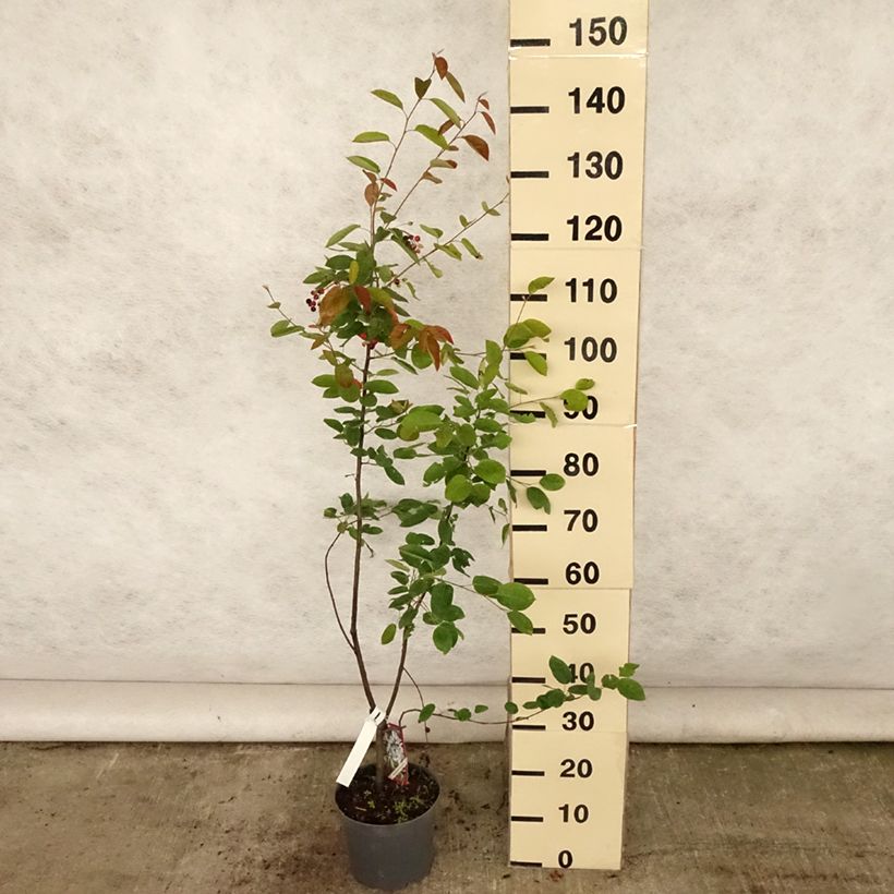 Esimerkki kesällä toimitetusta Rusotuomipihlaja - Amelanchier lamarckii Ruukku 3L / 4L-taimesta