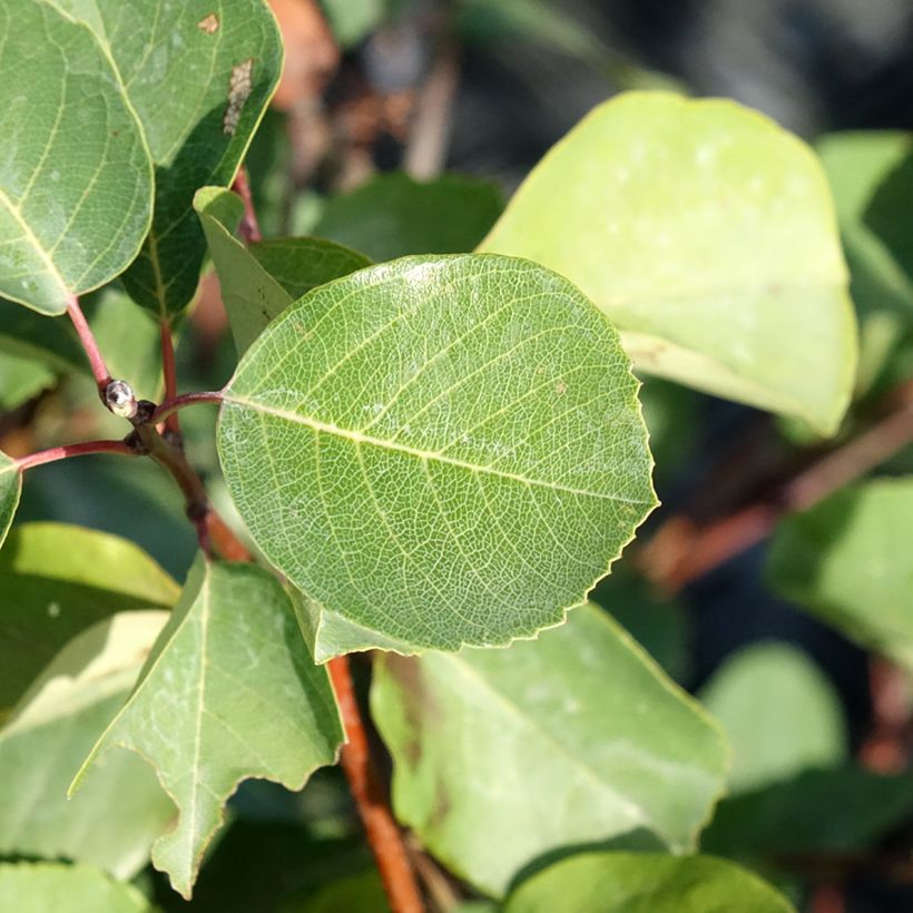 Marjatuomipihlaja Smoky (Lehvistö)