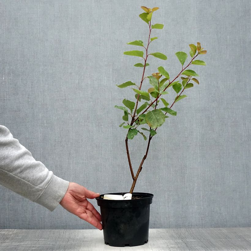 Esimerkki kesällä toimitetusta Marjatuomipihlaja Thiessen Ruukku 2L / 3L-taimesta