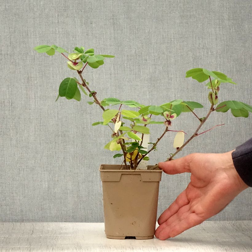 Esimerkki kesällä toimitetusta Amicia zygomeris Pot de 1L/1,5L-taimesta