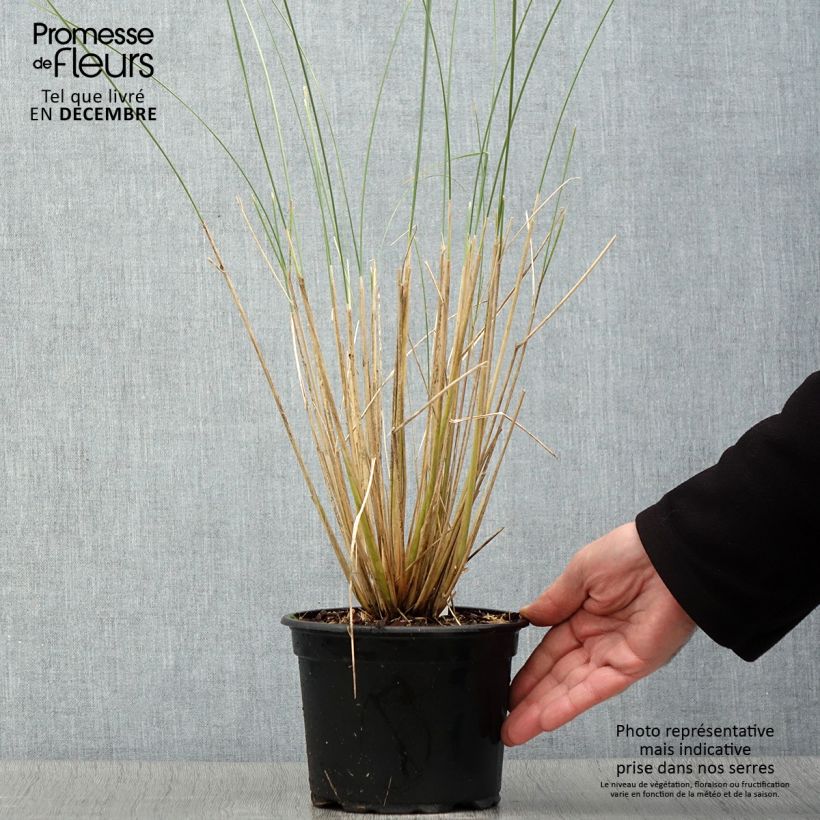 Esimerkki syksyllä toimitetusta Rantakaura - Ammophila arenaria 2 litran/3 litran ruukku-taimesta