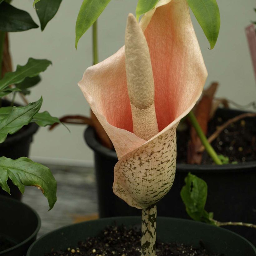 Amorphophallus bulbifer (Flowering)