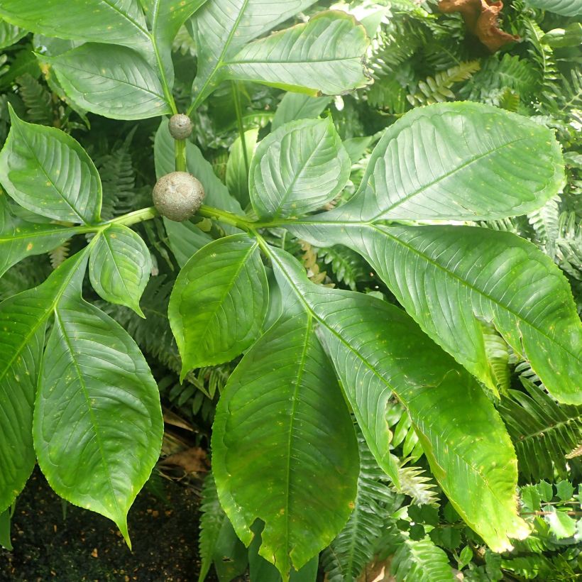 Amorphophallus bulbifer (Foliage)
