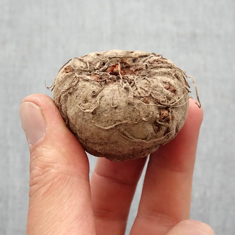Example of Amorphophallus napalensis Bulbe size 16+ as you get in printemps