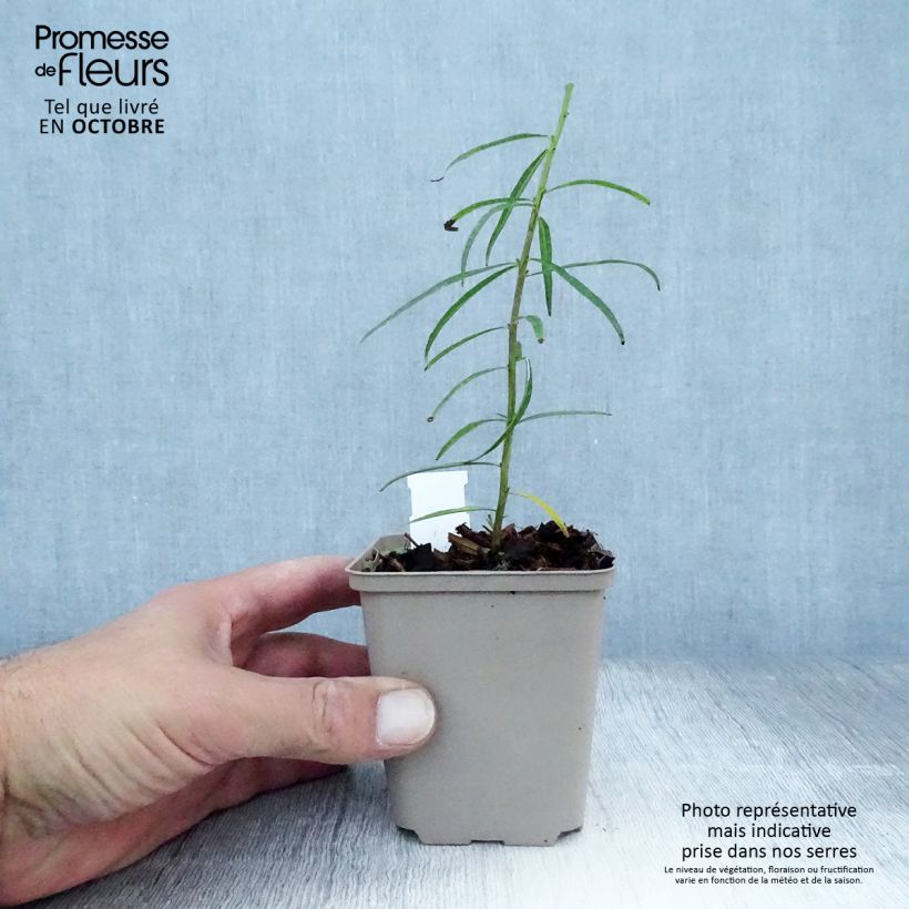 Esimerkki syksyllä toimitetusta Nukkatuikki - Amsonia ciliata 8/9 cm taimiruukku-taimesta