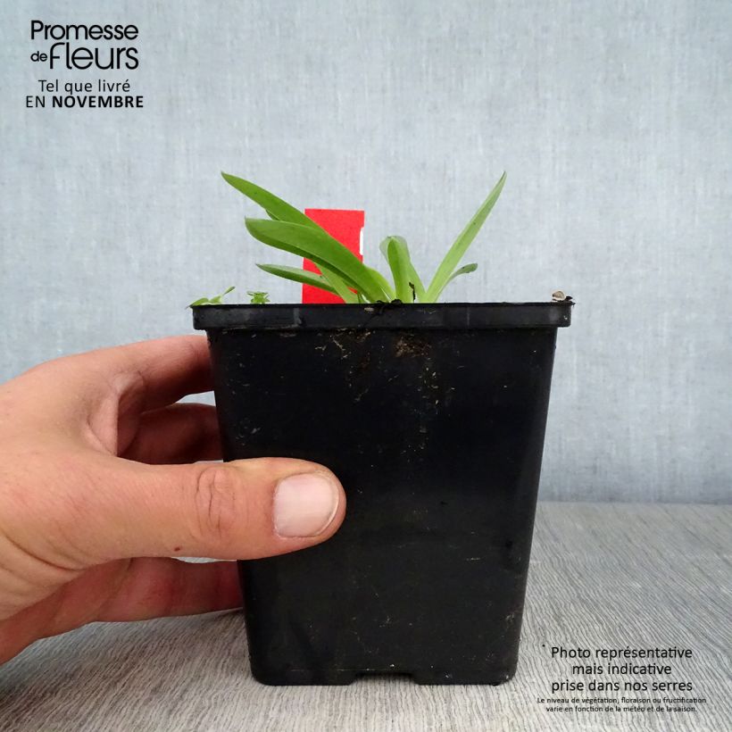 Esimerkki syksyllä toimitetusta Anacamptis sancta, Orchis sacré - Orchidée vivace Pot de 1,5L/2L-taimesta
