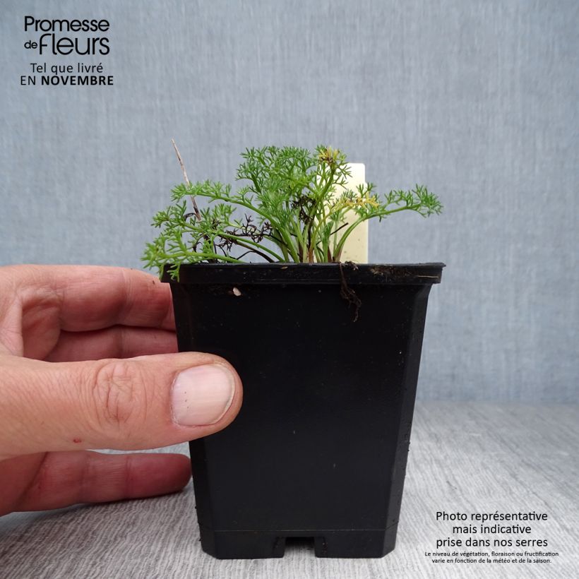 Esimerkki syksyllä toimitetusta Anacyclus pyrethrum var. depressus 8/9 cm taimiruukku-taimesta
