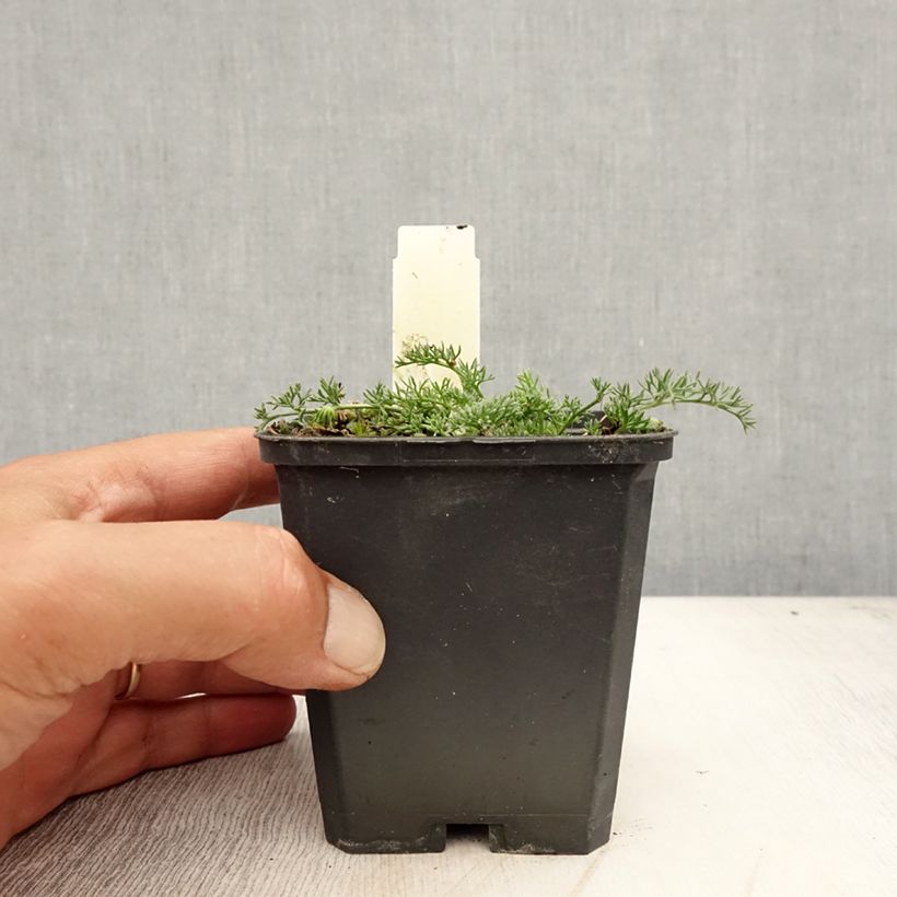 Esimerkki kesällä toimitetusta Anacyclus pyrethrum var. depressus Godet de 8/9 cm-taimesta