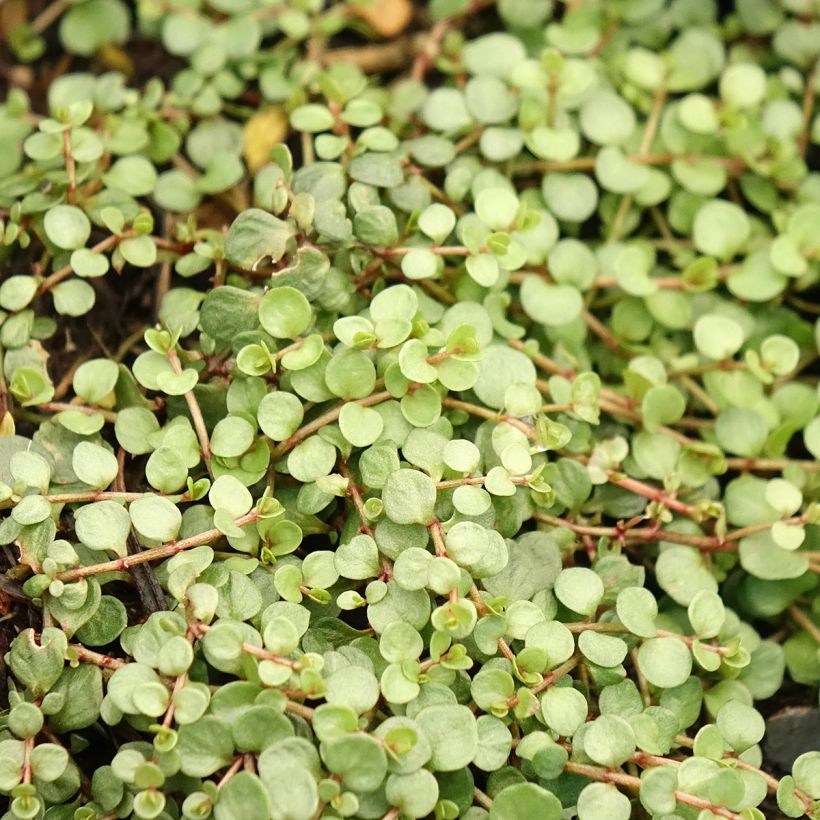 Hoikkapunka - Anagallis tenella (Lehvistö)