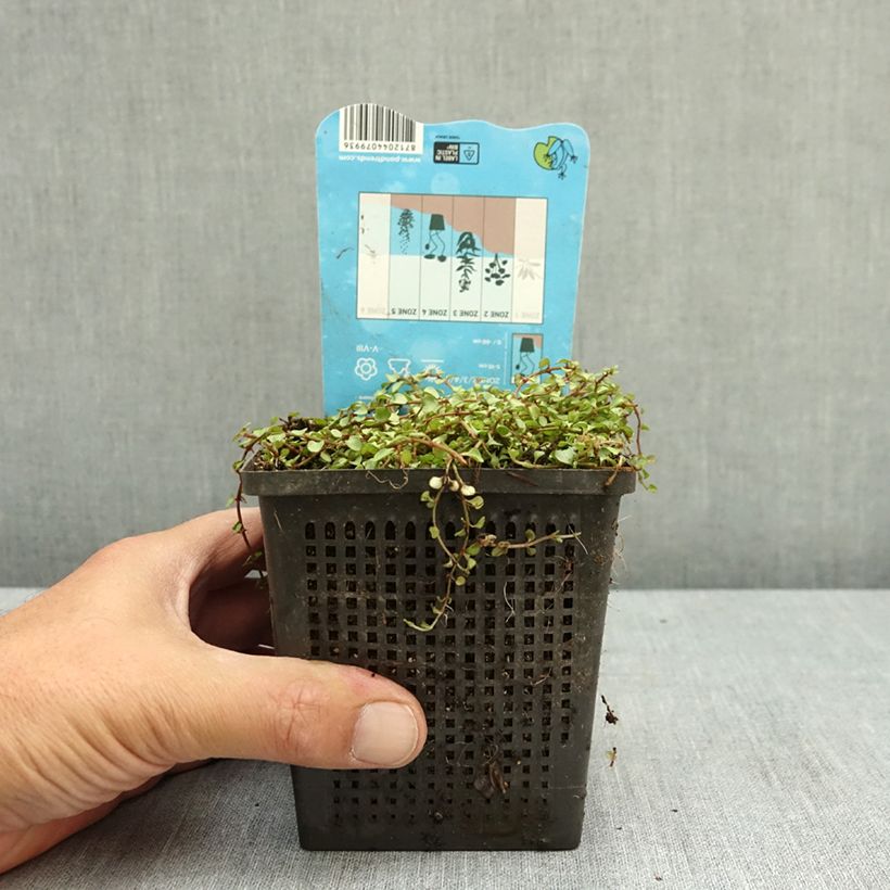 Esimerkki kesällä toimitetusta Hoikkapunka - Anagallis tenella 1 litran / 1,5 litran ruukku-taimesta