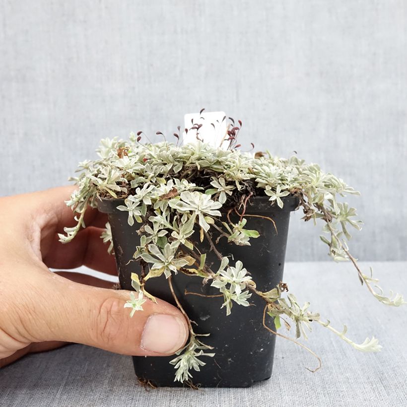Esimerkki kesällä toimitetusta Pikkunukkajäkkärä - Anaphalis alpicola Godet de 8/9 cm-taimesta