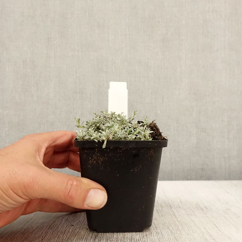 Esimerkki syksyllä toimitetusta Pikkunukkajäkkärä - Anaphalis alpicola 8/9 cm taimiruukku-taimesta