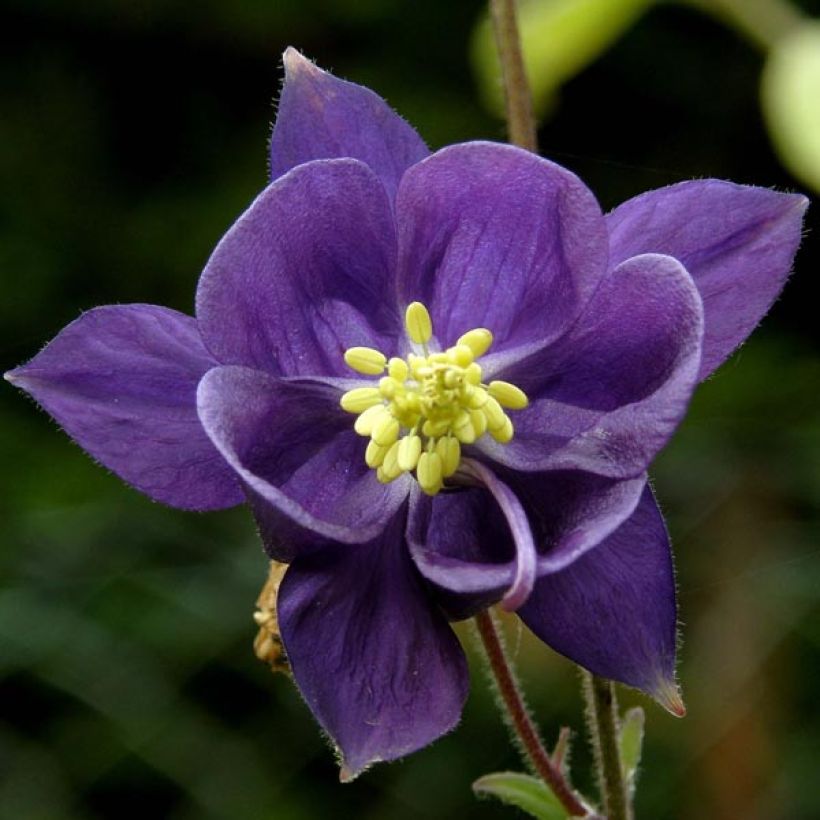 Alppiakileija - Aquilegia alpina (Flowering)