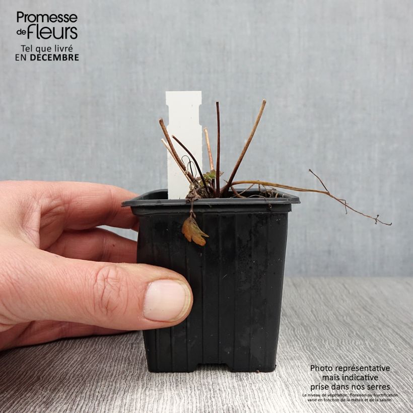 Esimerkki syksyllä toimitetusta Jaloakileija Kristall 8/9 cm taimiruukku-taimesta