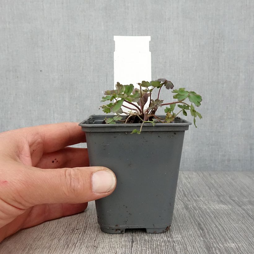 Esimerkki keväällä toimitetusta Jaloakileija Rose Queen Godet de 8/9 cm-taimesta