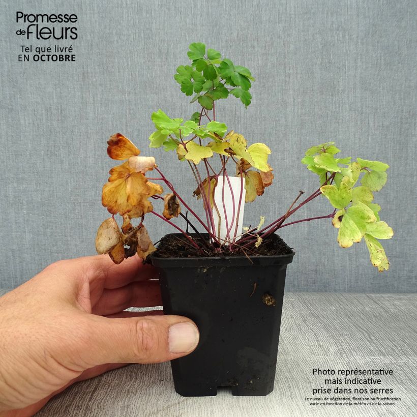 Esimerkki syksyllä toimitetusta Lehtoakileija - Aquilegia vulgaris 8/9 cm taimiruukku-taimesta
