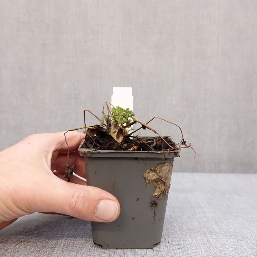 Esimerkki talvella toimitetusta Jaloakileija Snow Queen 8/9 cm taimiruukku-taimesta