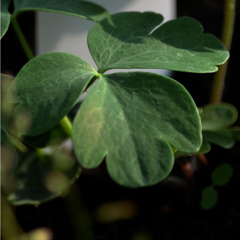 Alppiakileija - Aquilegia alpina (Foliage)